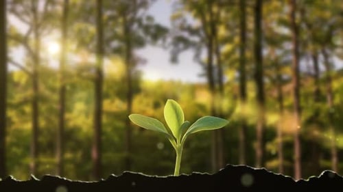 In Spring, Plant Seeds Germinate And Grow