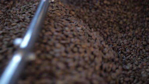 Coffee Beans Stirred in Production Machine
