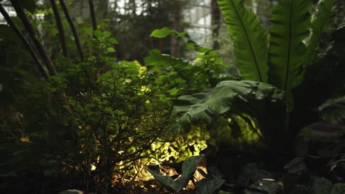 Lush Green Plants Illuminated by Bright Light