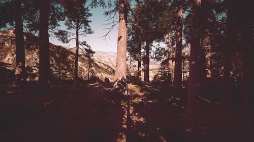 Giant Sequoia Trees Towering Above the Ground in Sequoia National Park