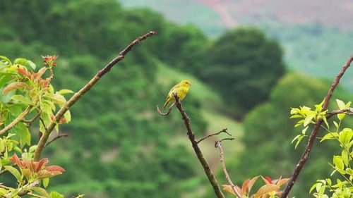 Stripetailed Yellow Finch in Nature