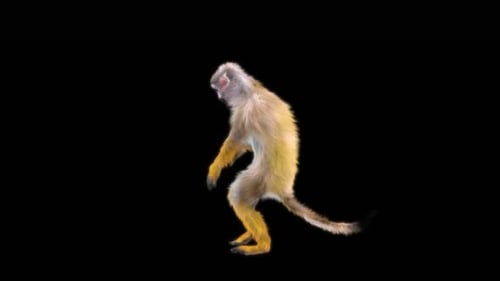 57 Monkey Dance HD