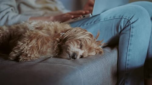 Adorable Dog Resting Next to Person Using Laptop