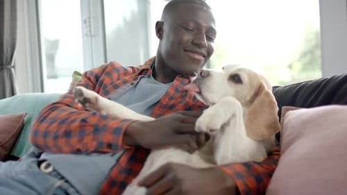 Smiling Man Cuddles with Beagle Puppy on Couch