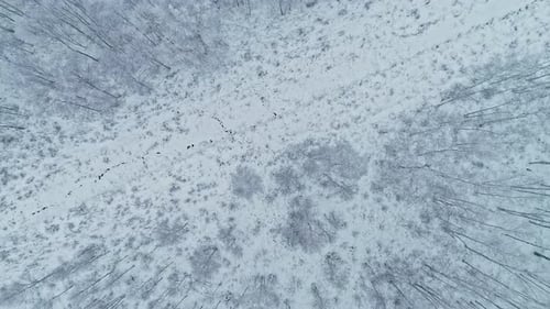 Top-down aerial shot of wild and majestic landscape with fir trees entirely covered with fresh snow
