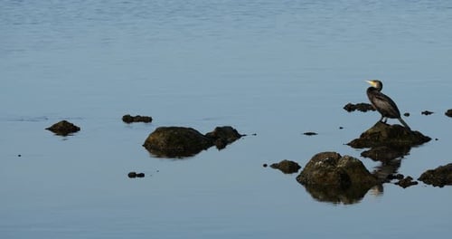 Großer Kormoran in der Camargue, Frankreich.