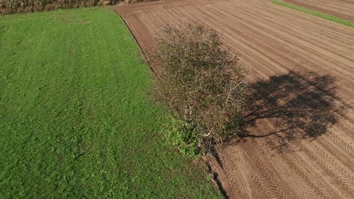Lone tree in farmland, green meadow and brown, ploughed field, aerial view, serenity, peace and tran