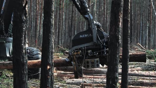 Eine große Forstmaschine arbeitet durch eine Lichtung im Wald