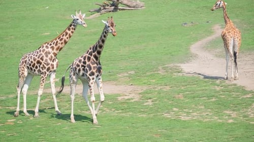 Giraffes Walking in a Grassy Green Field