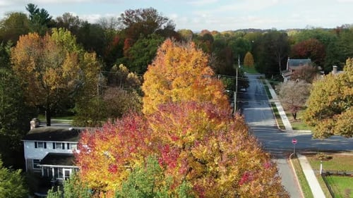 Aerial above colorful fall foliage. Trees in neighborhood community as traffic passes by street inte