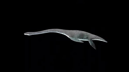 Plesiosaurus Idle 2