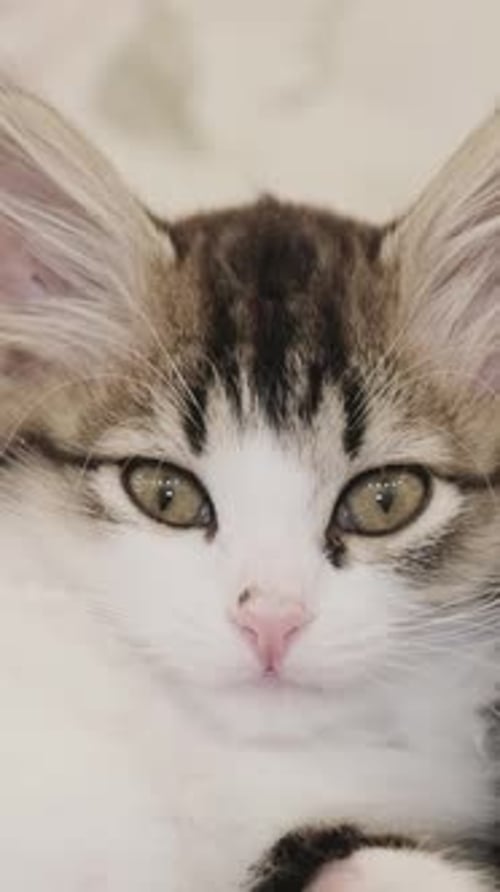 Adorable Kitten Looking at the Camera Close Up