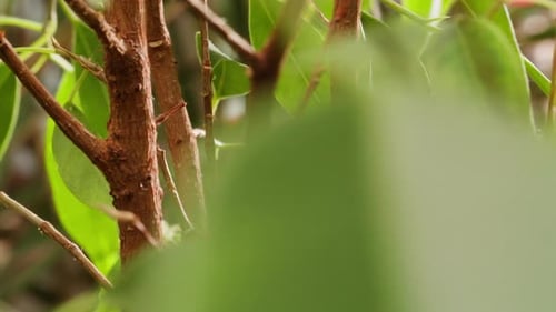 Close Up of Leafy Plant with Brown Branches