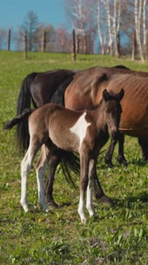Foal with White Stain Grazes with Dam on Paddock Field