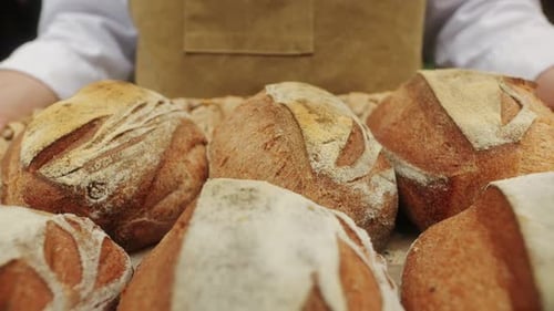 The Baker Holds in Hands a of Fresh Bread Closeup Artisan Bread is Making By Skill Bakers Using