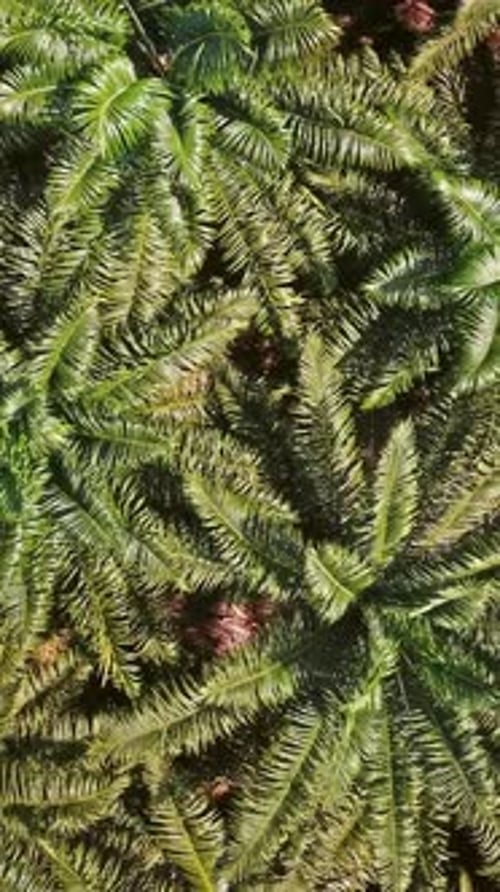 Flight over plantation of palm trees in Thailand