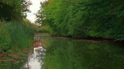Bright River Stretching Along Forest Edge Surrounded By Tall Reeds and Trees Wild Water Running