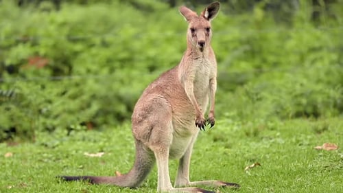 Kangaroo Eating in Grassy Rural Setting