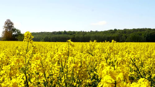 Blühendes Rapsfeld an einem sonnigen Tag. Der Wind flattert mit den gelben Rapsblüten. Reiche Ernte