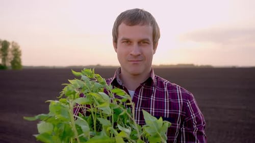 Farmer Man Portrait Looking at Camera Holding Plants at Field Sunset Harvesting Farming Planting