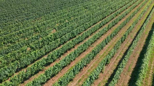 Drohnenflug über Traubenplantage und Weingut an einem sonnigen Tag