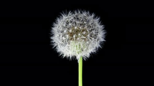 Dandelion Seed Head Blossom Timelapse auf schwarzem Hintergrund. Blühender weißer Löwenzahn. Fluffy Flow