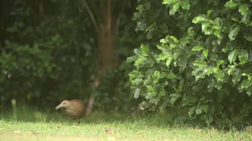 Buff Banded Rail Foraging on Green Grassy Ground