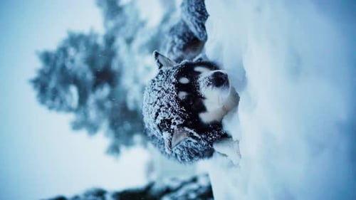 An Alaskan Malamute Outside, with Snowfall Enveloping it in Indre Fosen, Trondelag County, Norway -