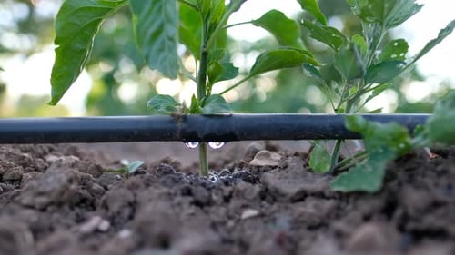 Sustainability