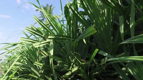 Nature, Flora and Summer Concept - Green Wild Plant on Sri Lanka Agrarian