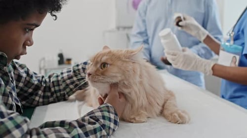 Little Boy Stroking His Sick Cat