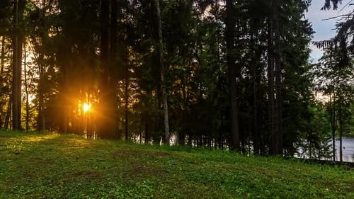 Timelapse of dense forest with golden sunset hiding behind forest trees. Green grassland in the fore