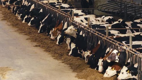 Cows Eating Hay in an Enclosed Barn