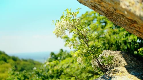 A young tree emerges from a rocky crevice, symbolizing resilience and tenacity. The focus is on the
