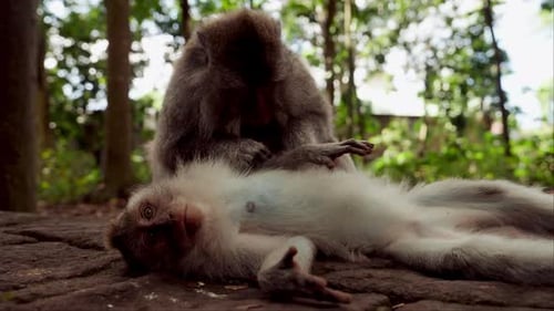 Close-Up Of Monkeys Grooming In Nature