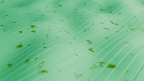 Bright green waves abstract background. Animation with thin moving lines, looped