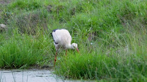 Weißstorch hockte ruhig auf einem Grasfleck in der Nähe eines reflektierenden Feuchtgebietsteichs.