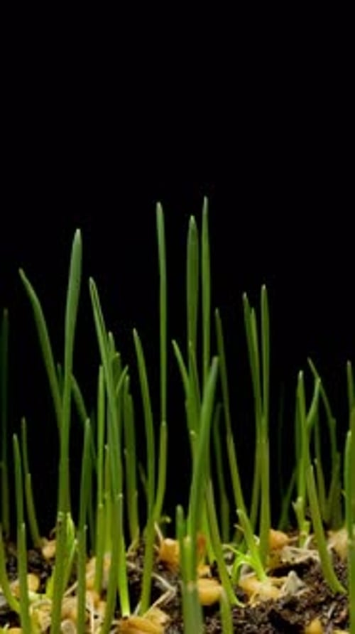 Timelapse of Seeds Germinating and Growing into Sprouts