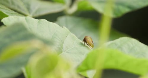A static shot of a treehopper insect sitting on a large green leaf cleaning itself and then walking