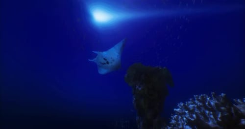 Manta Ray Gliding Gracefully Through Deep Blue Ocean Waters at Sunset