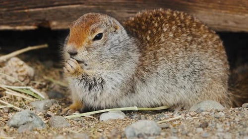 View Of A Feeding Arctic Ground Squirrel - Close Up