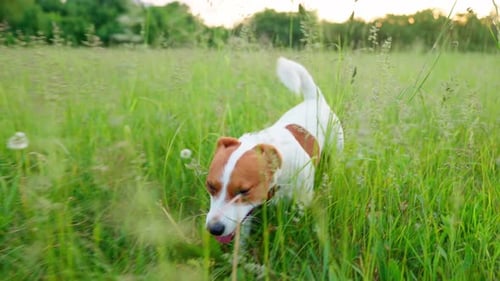 Young Jack Russell
