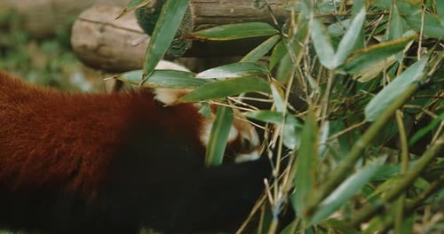 Red Panda Eating Bamboo Leaves in Natural Setting