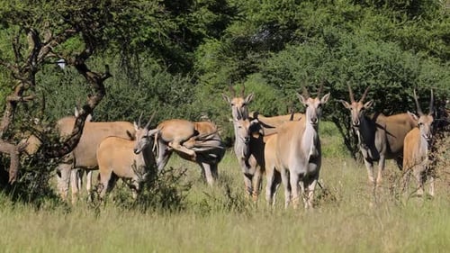Eland Antelope Herd In Natural Habitat