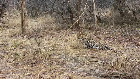 Leopard (Panthera pardus) scratching himself in South Luangwa National ...