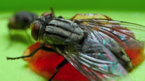Black Flies Feeding on Food in Extreme Close Up