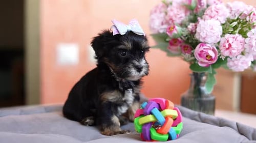 Sweet Puppy with Bow Sitting on Dog Bed