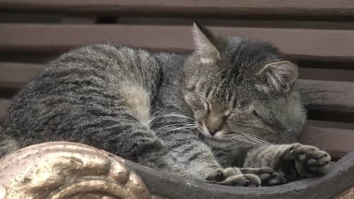 Tabby Cat Sleeps Peacefully on Park Bench
