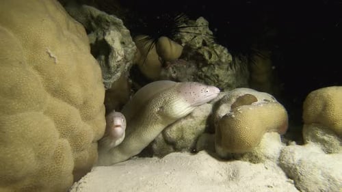 Morena tropical submarina