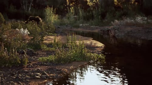 Quiet Stream Meanders Through Lush Greenery at Golden Hour in Nature